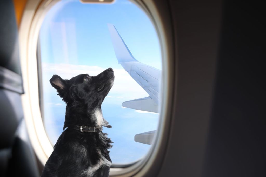 viajar con perros en el avión