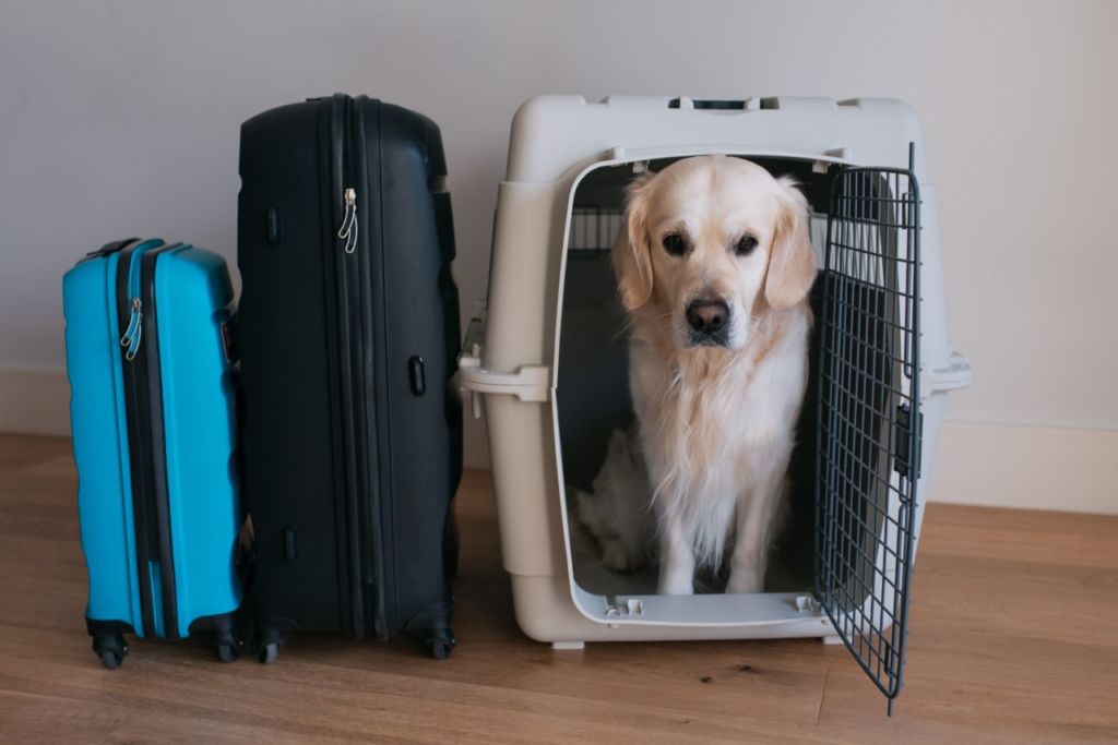 viajar con mascotas en el avión