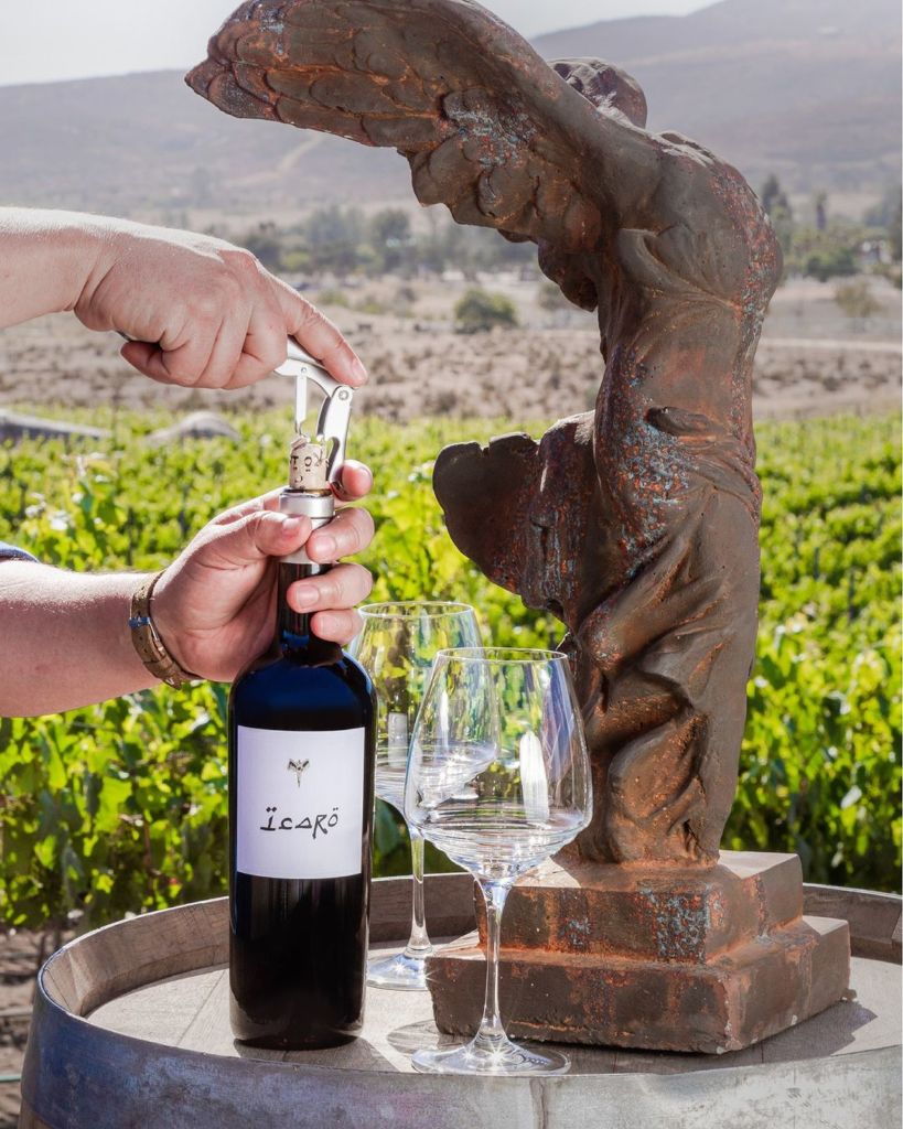 vinos valle de Guadalupe