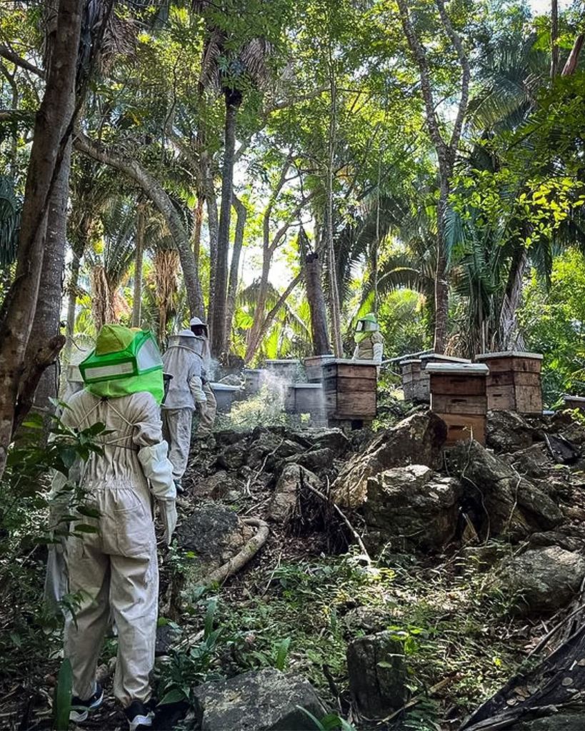 apicultura en puerto escondido