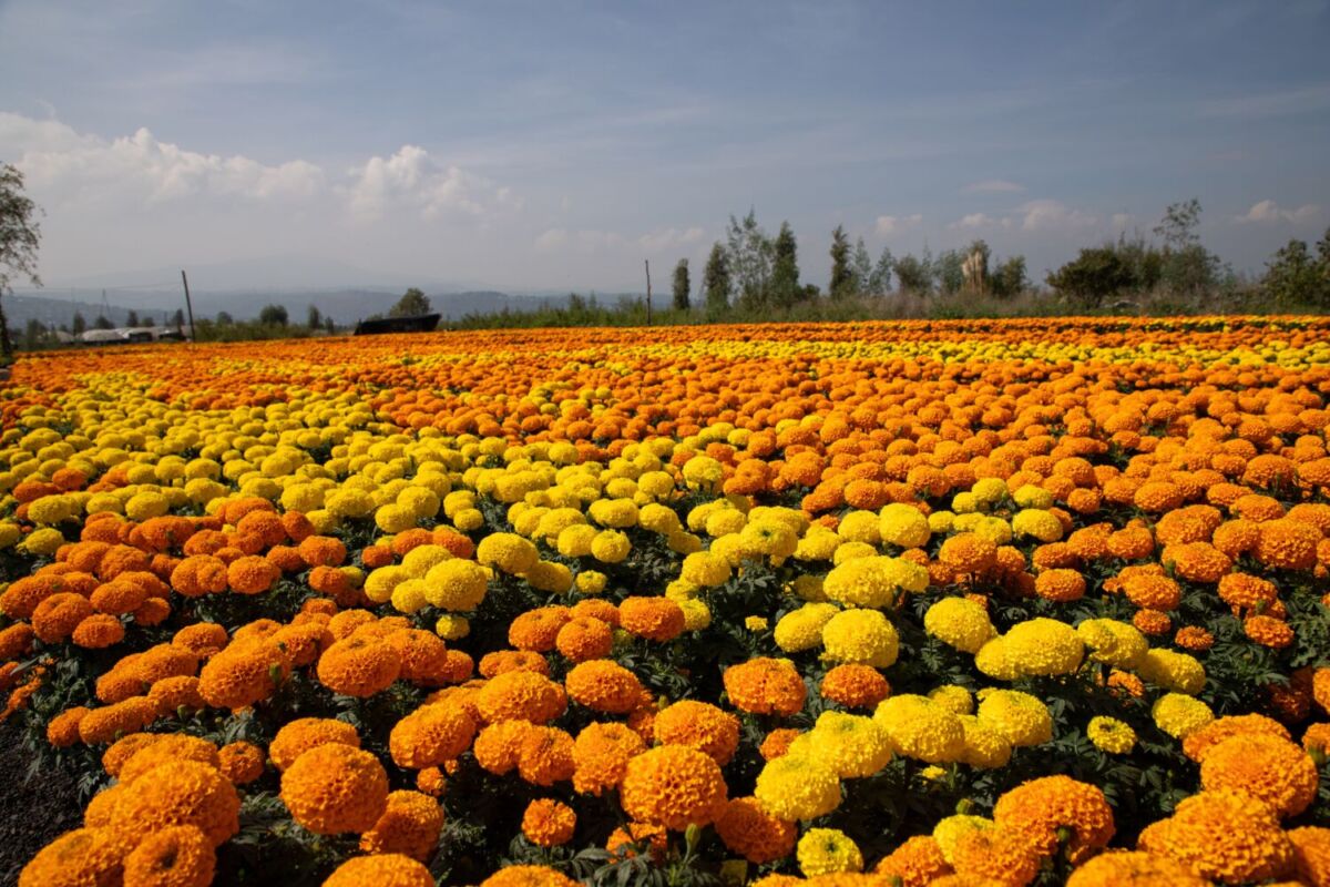 El Pueblo Mágico de Nuevo León que tiene un jardín de cempasúchil