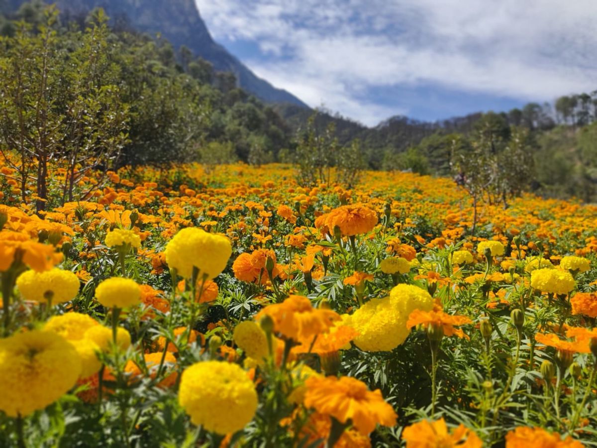 campo de cempasúchil