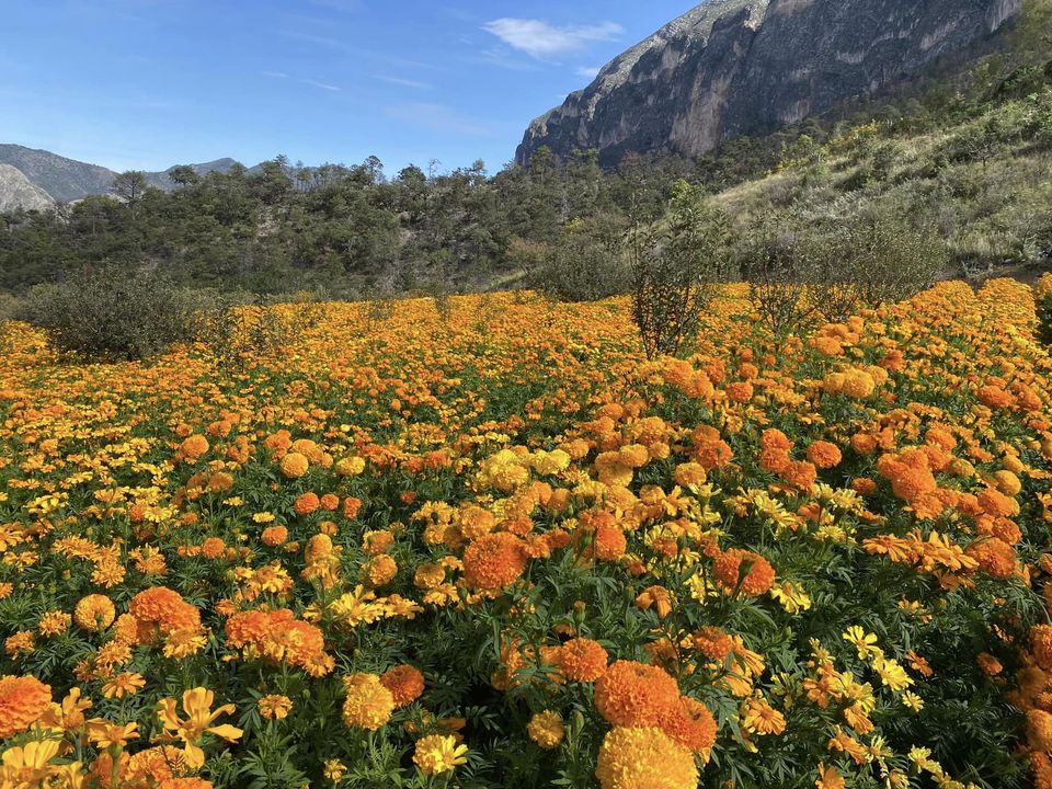 campo de cempasúchil