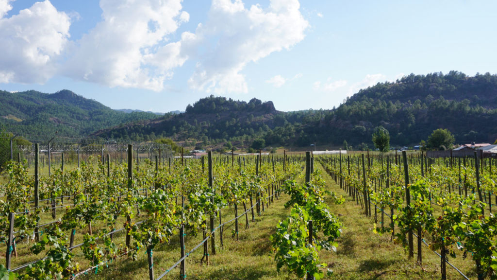 viñedos cerocahui