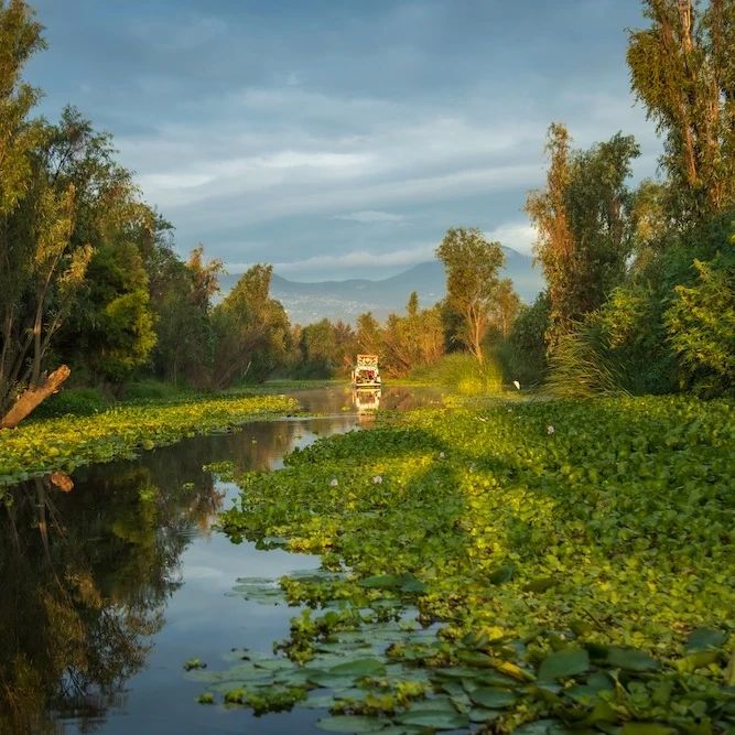 dia de muertos en xochimilco