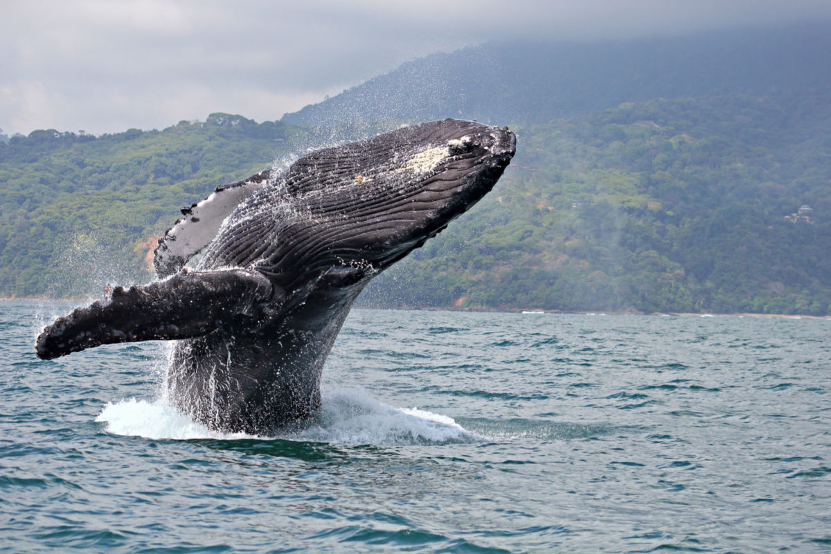 avistamiento de ballenas en Costa Rica