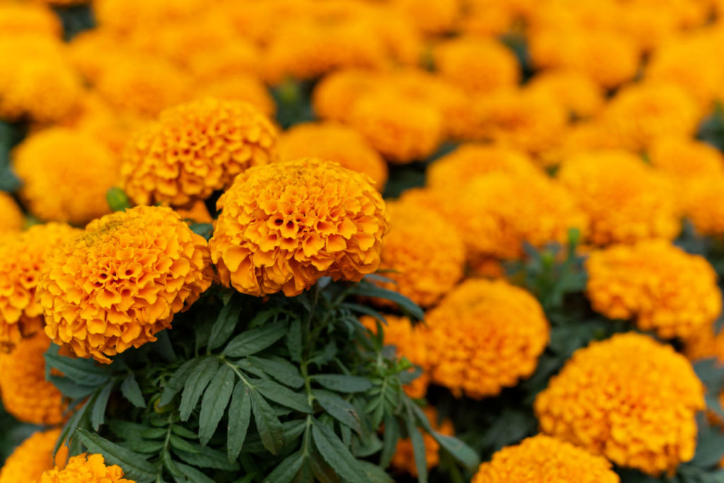 flores de Día de Muertos cempasúchil