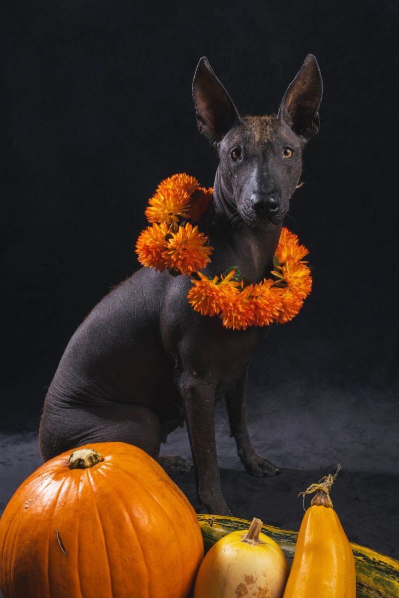 ofrenda para mascotas Día de Muertos