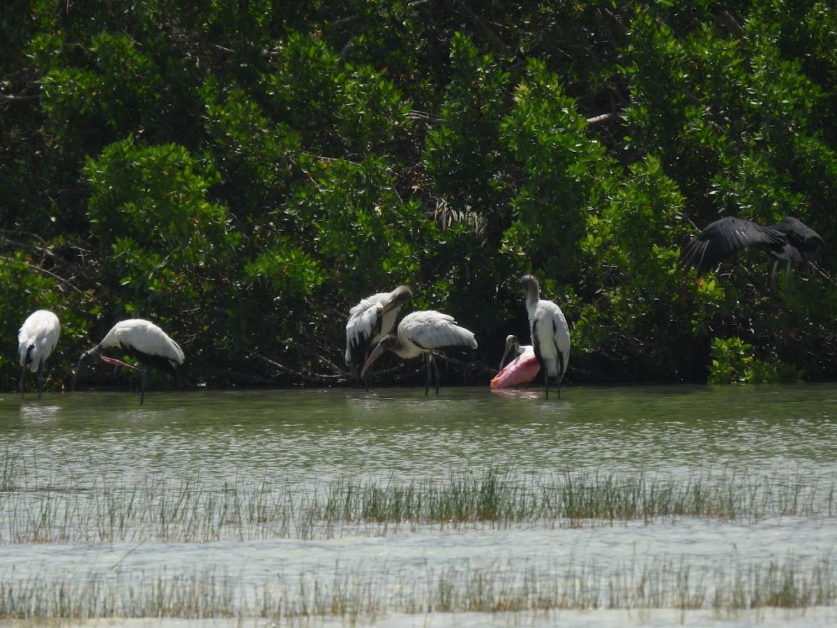 Isla de los Pájaros