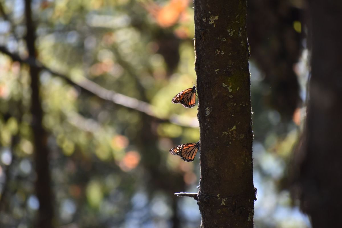 destinos naturales en México