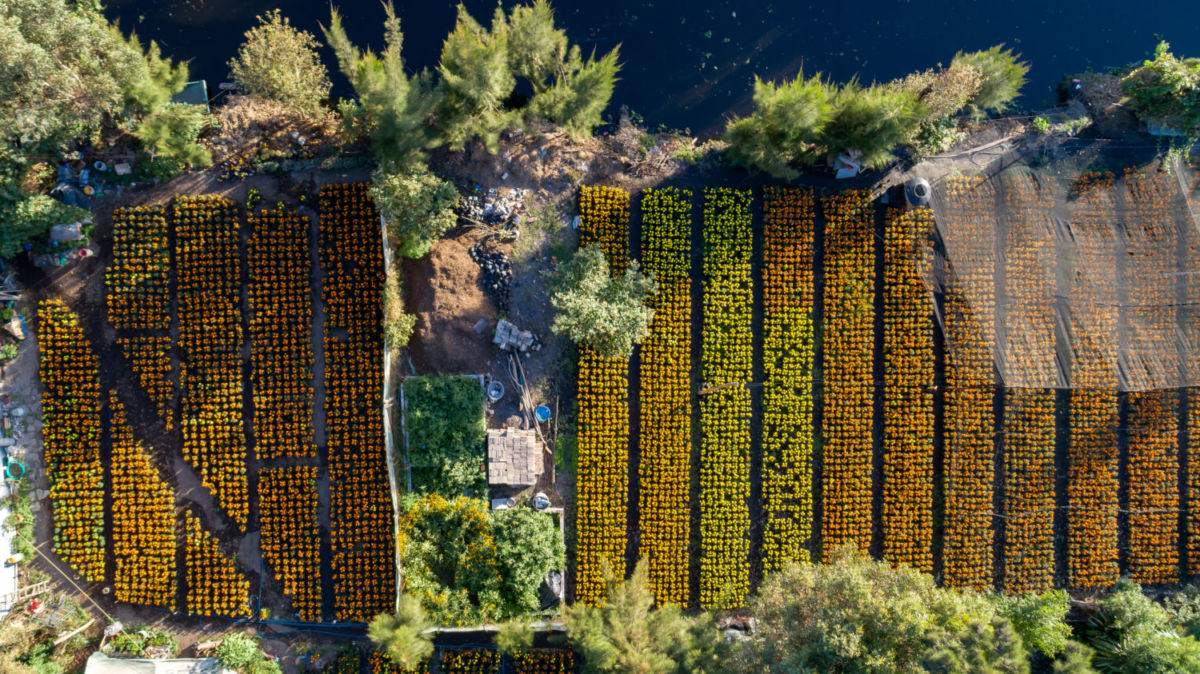 Hay un mercado de plantas al sur de la CDMX que esconde jardines románticos
