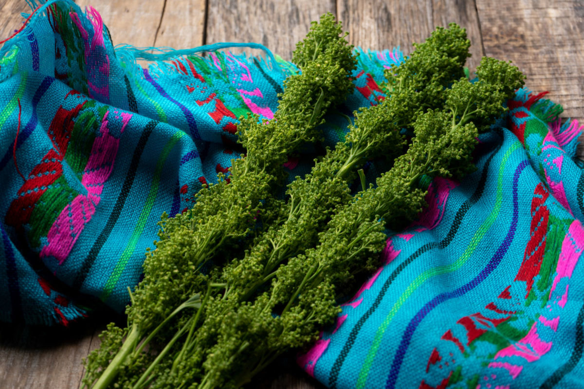 5 plantas ancestrales de México que debes comenzar a usar en tus platos