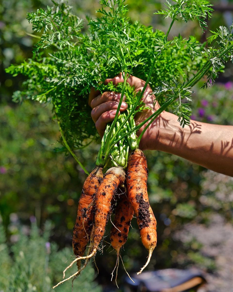 restaurante con jardín querétaro