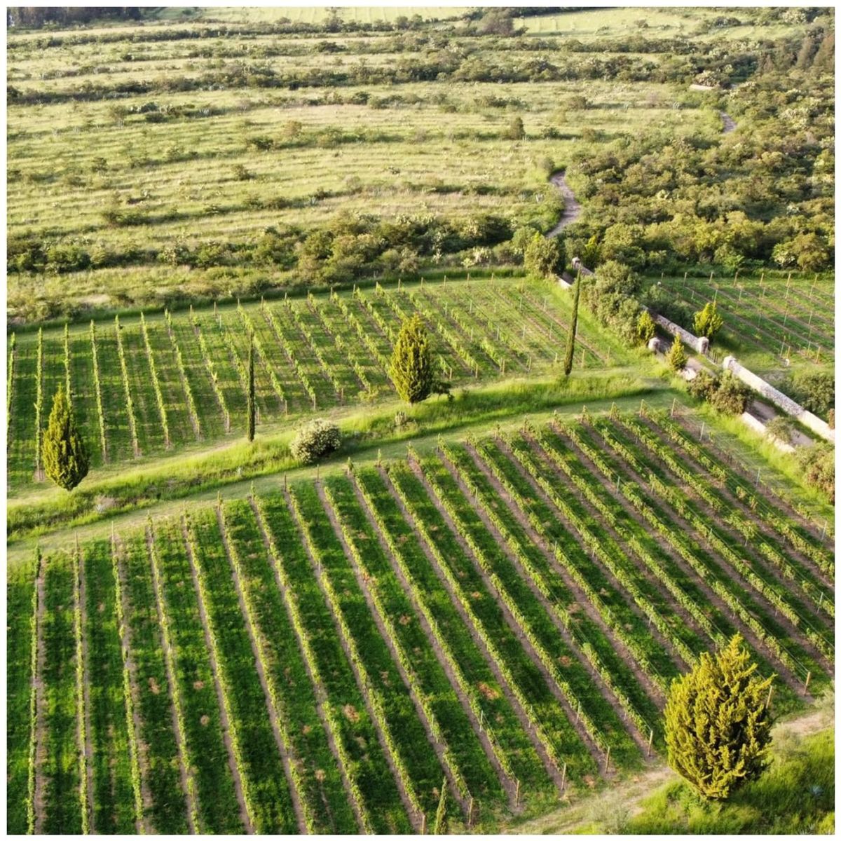 ruta del vino jalisco