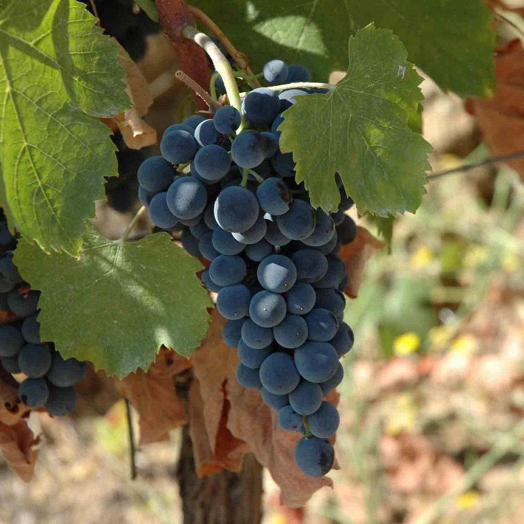 uva tempranillo