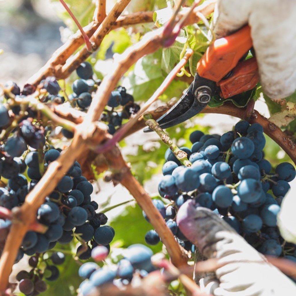 bodegas de vino españolas