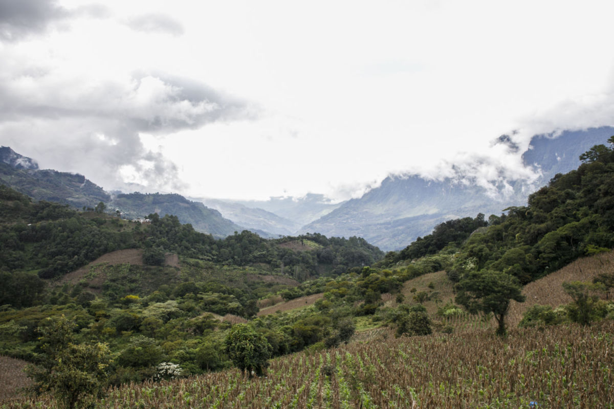 cultivos de café en México