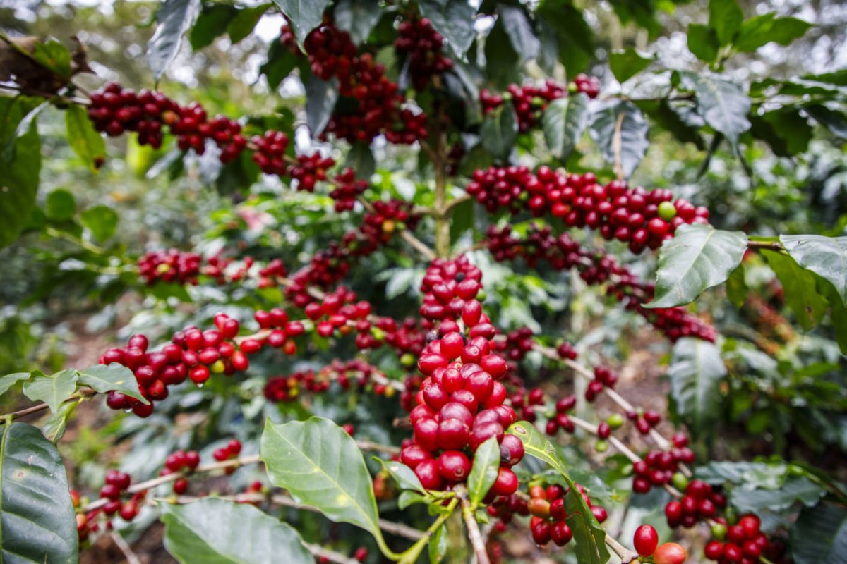 Cultivo de Café en Chiapas