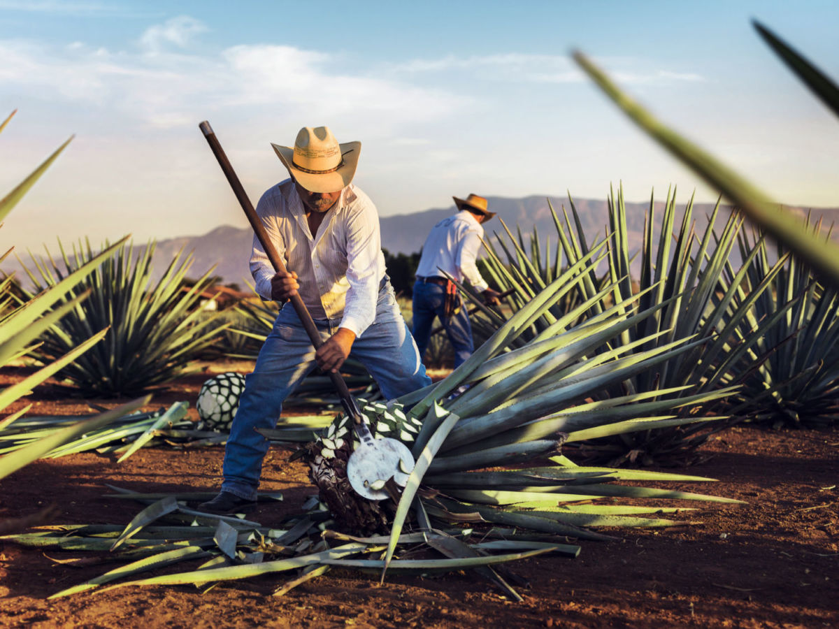 destilería en tequila jalisco