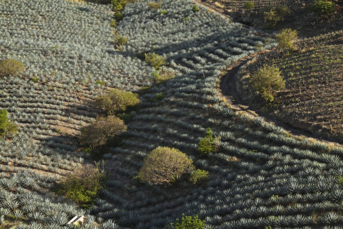 destilería antigua América Latina