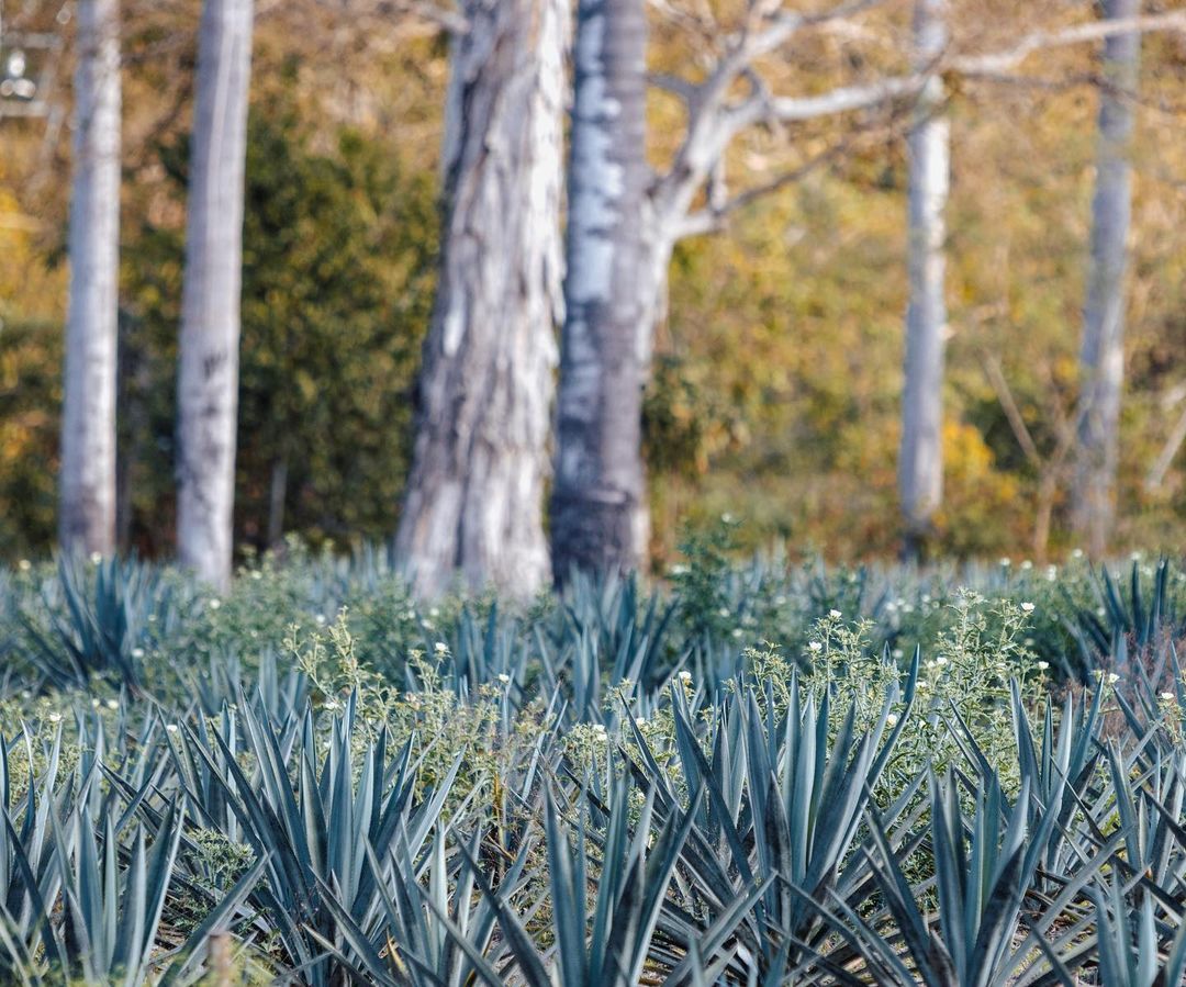 Plata tu propio agave