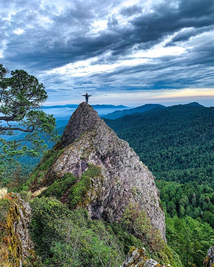 bosque natural en Oaxaca