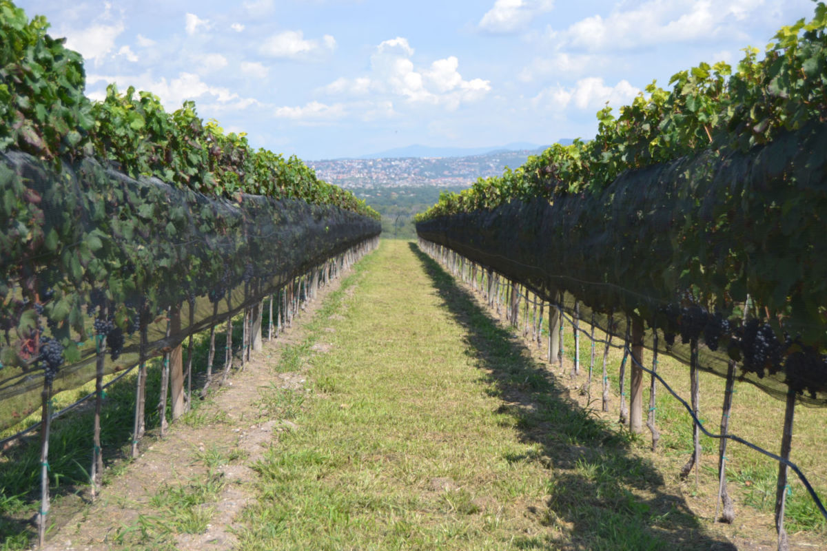 a dónde ir cerca de CDMX