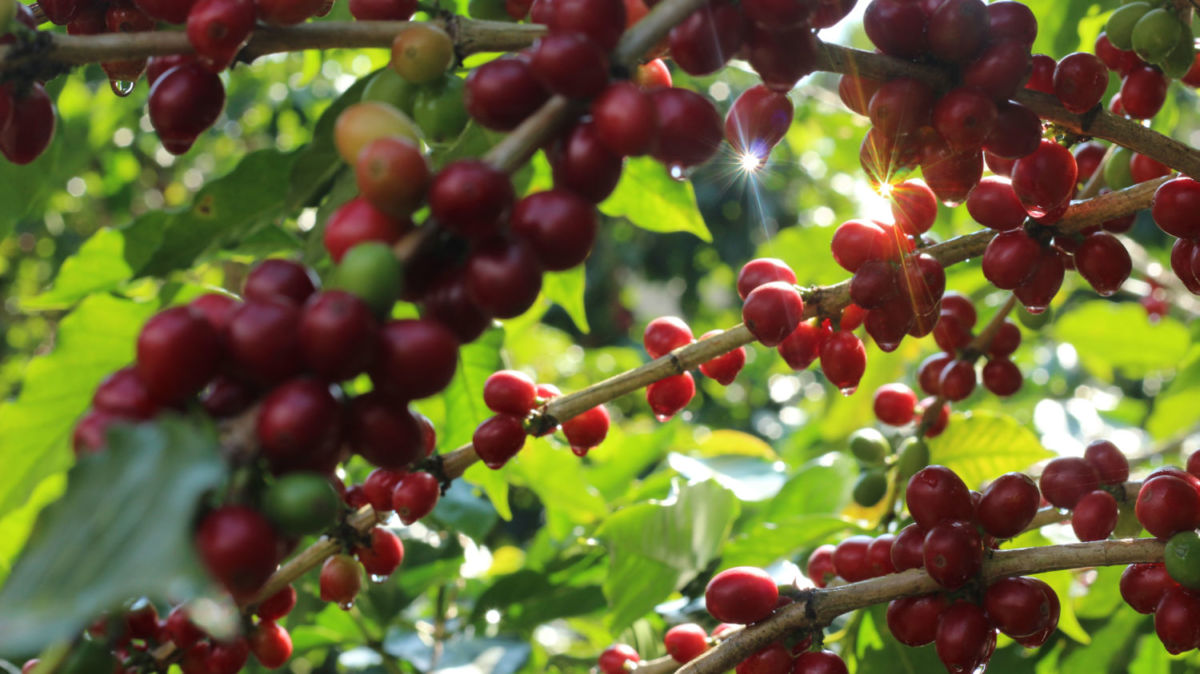 Ruta del Café en Coatepec