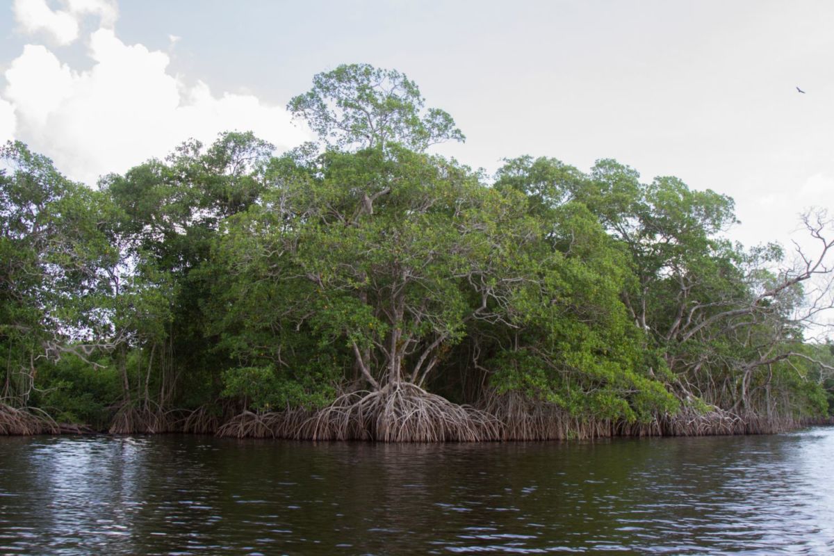 Pantano en Tabasco