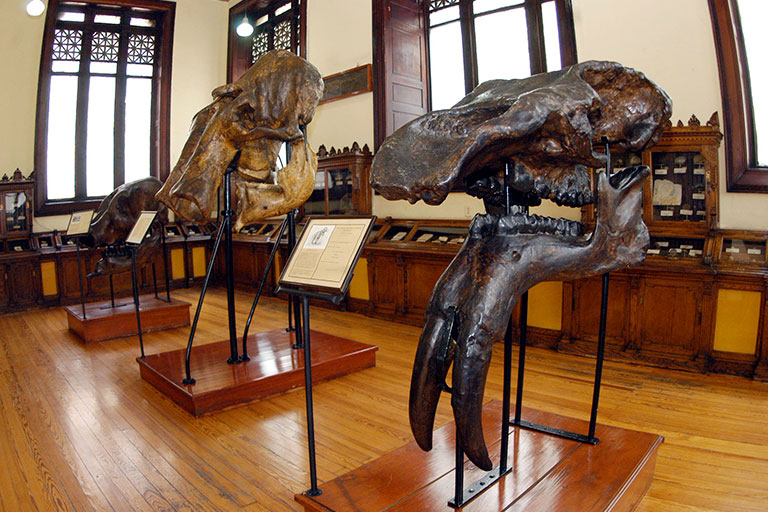 museo de geología