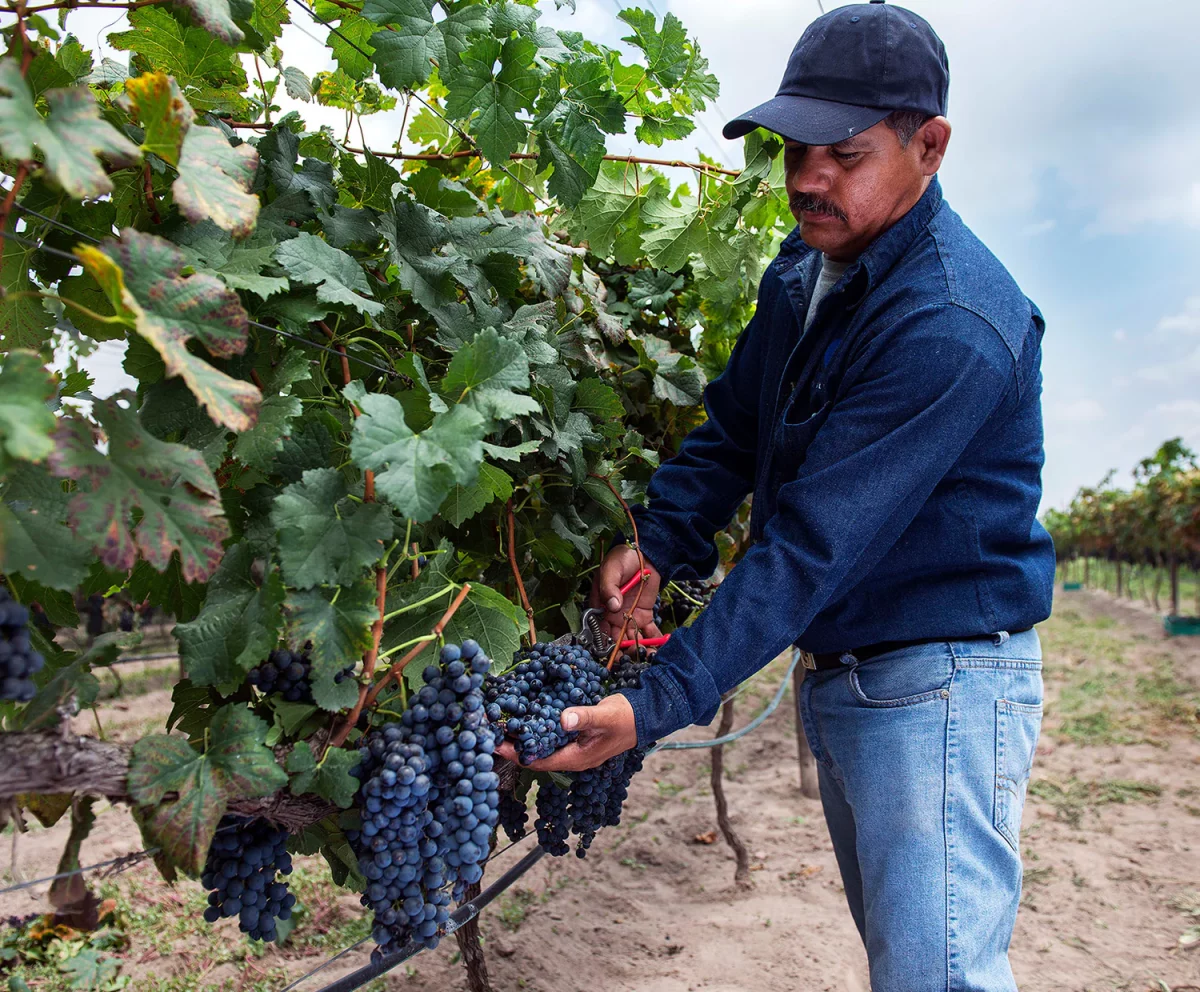 El vino en México nació aquí: el permiso del rey Felipe II que dio origen a Vinos Camino de la Plata