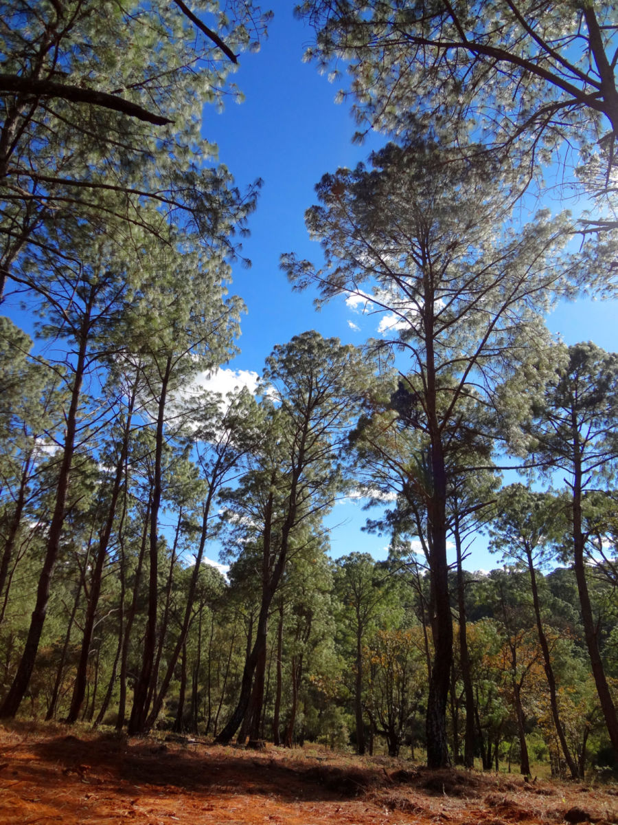 cabañas románticas Mazamitla