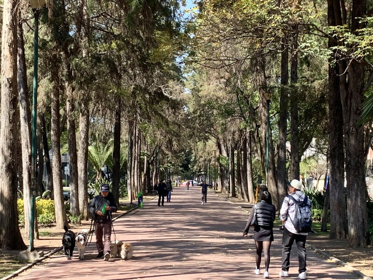 Camellón de Avenida Horacio