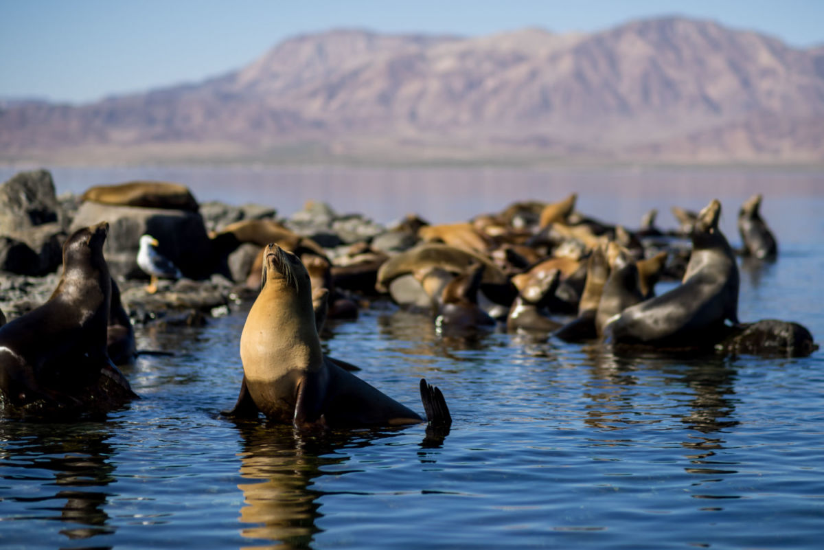 fauna marina mar de cortés