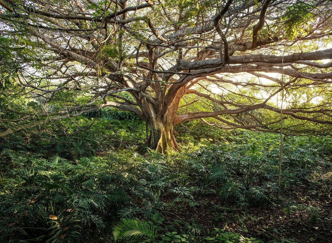 Higuera Blanca de 300 años en Punta Mita