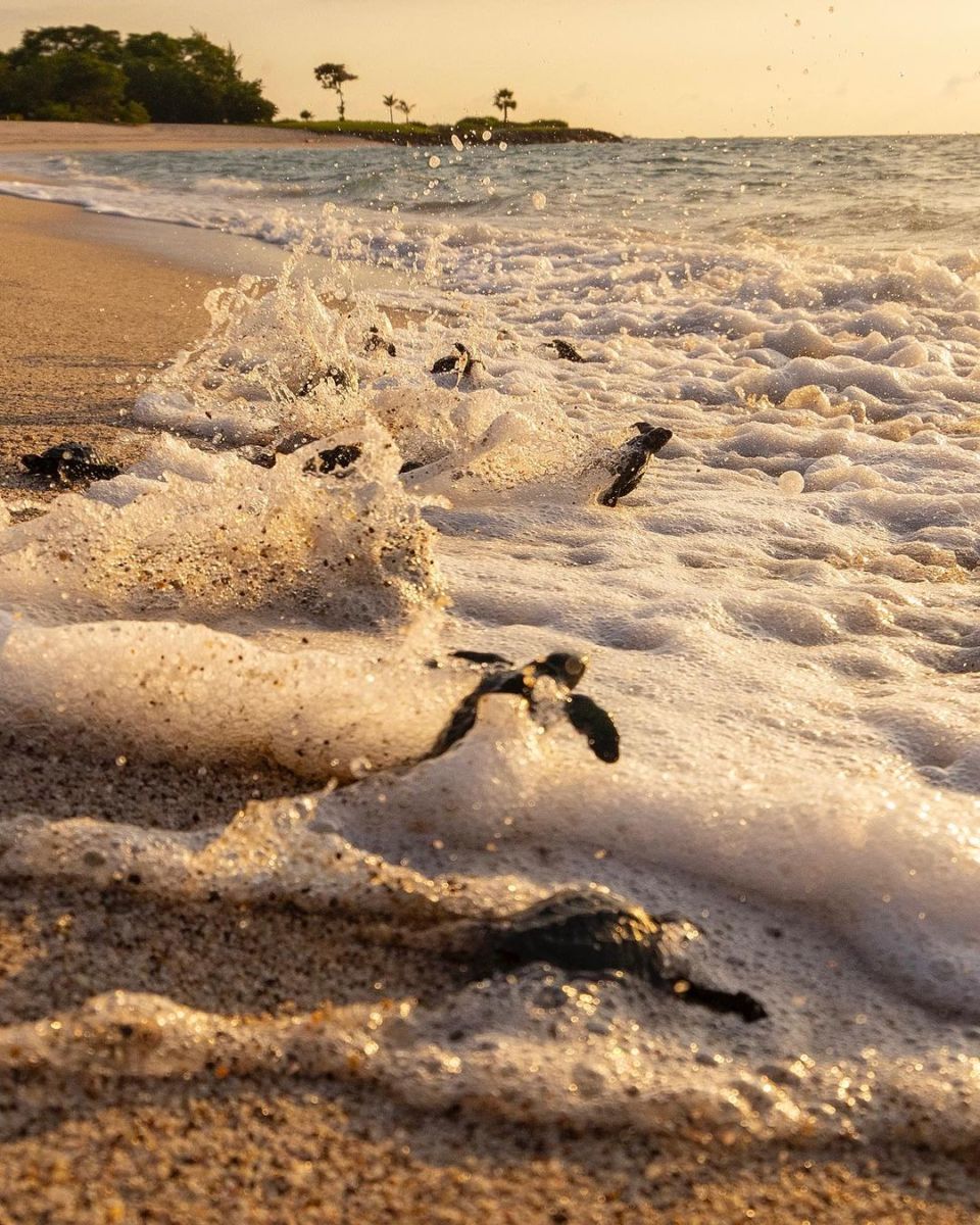 Liberación de tortugas en Punta Mita