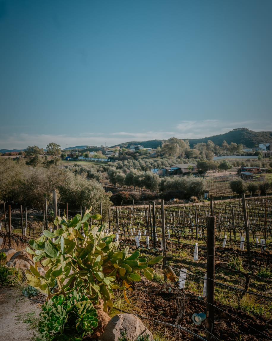restaurantes en ensenada