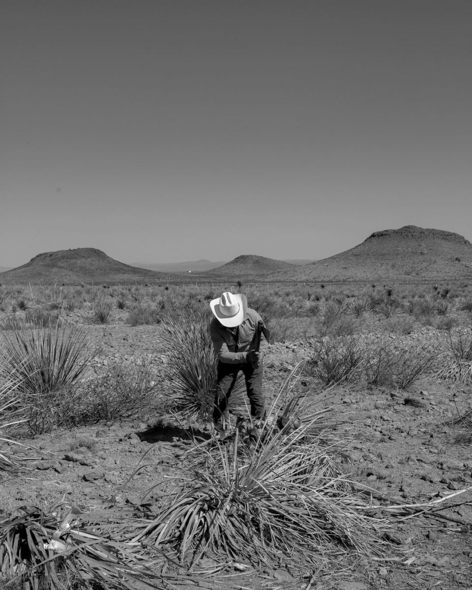 producción sotol