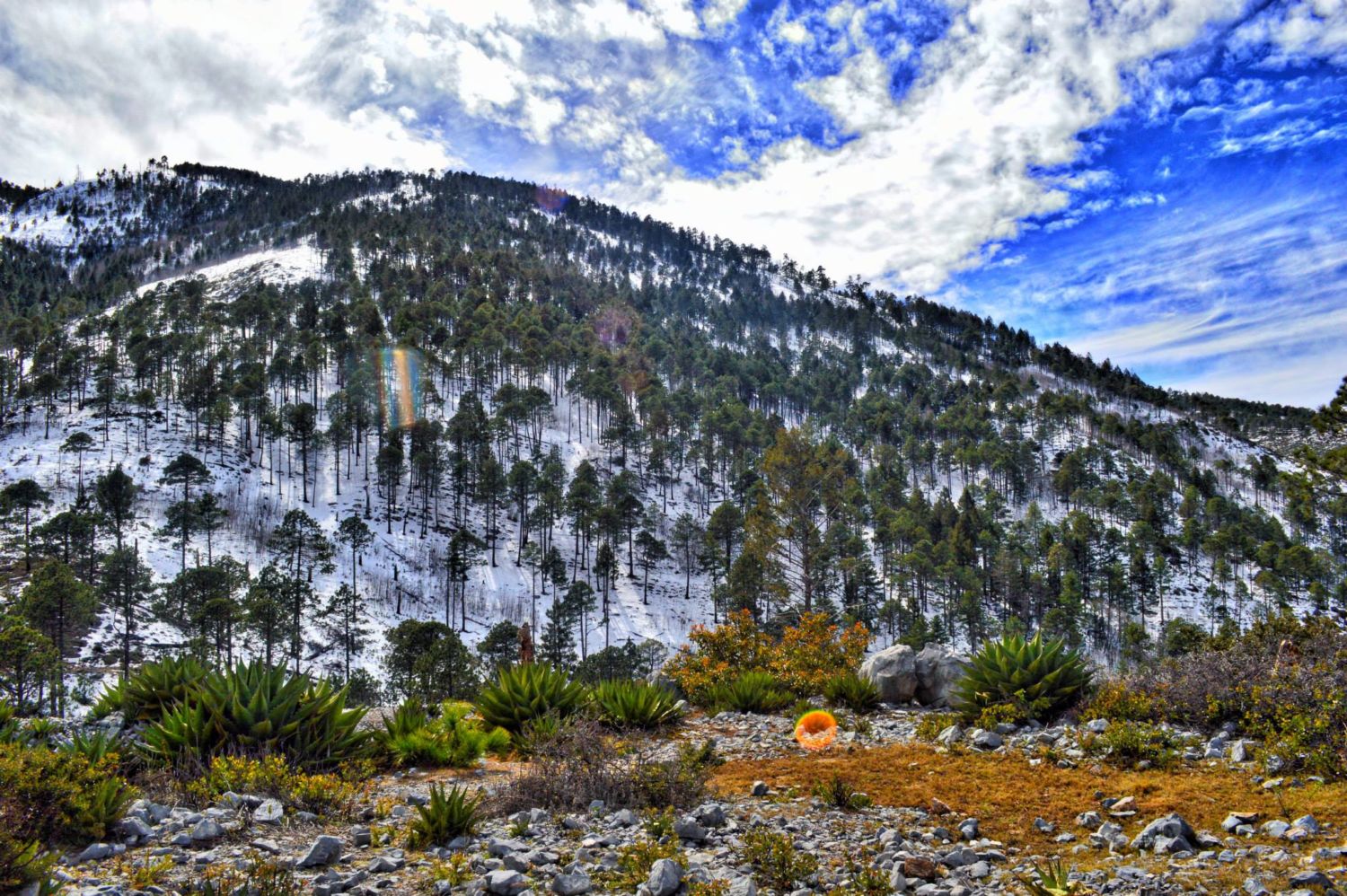 Flora endémica del Cerro del Potosí