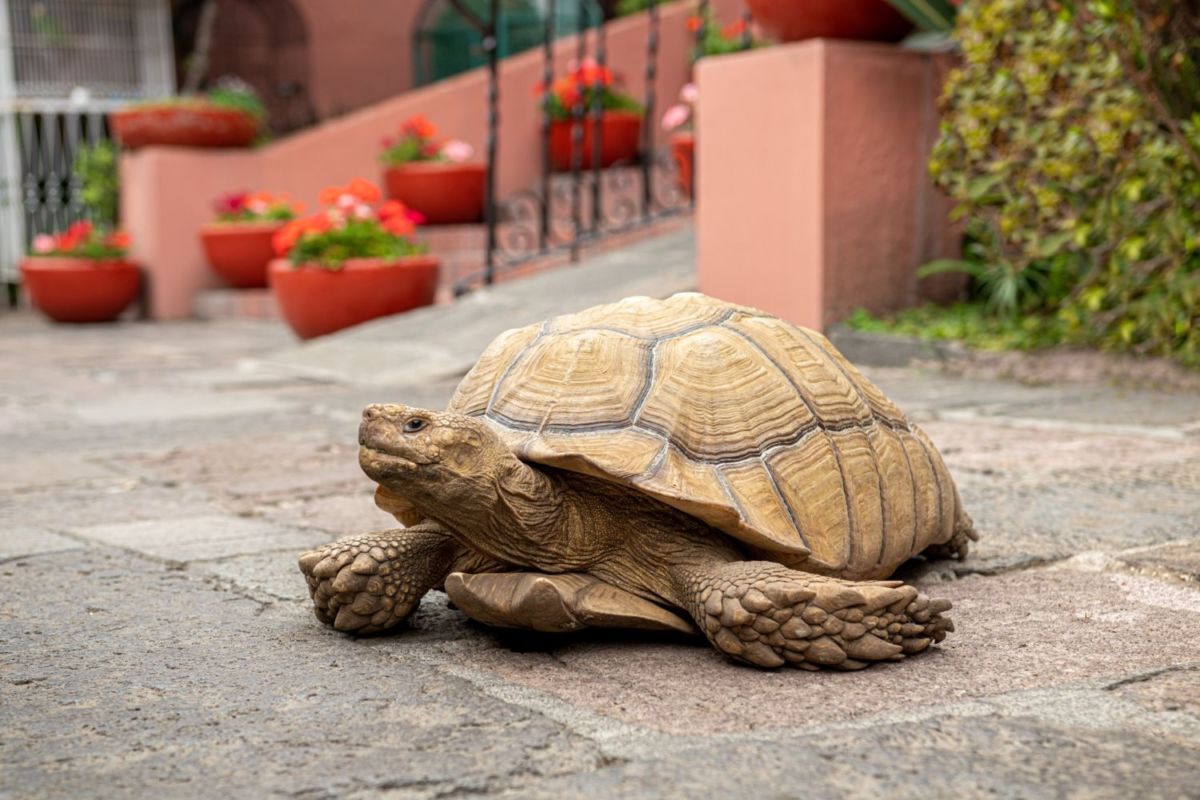 restaurante cerca de la cdmx