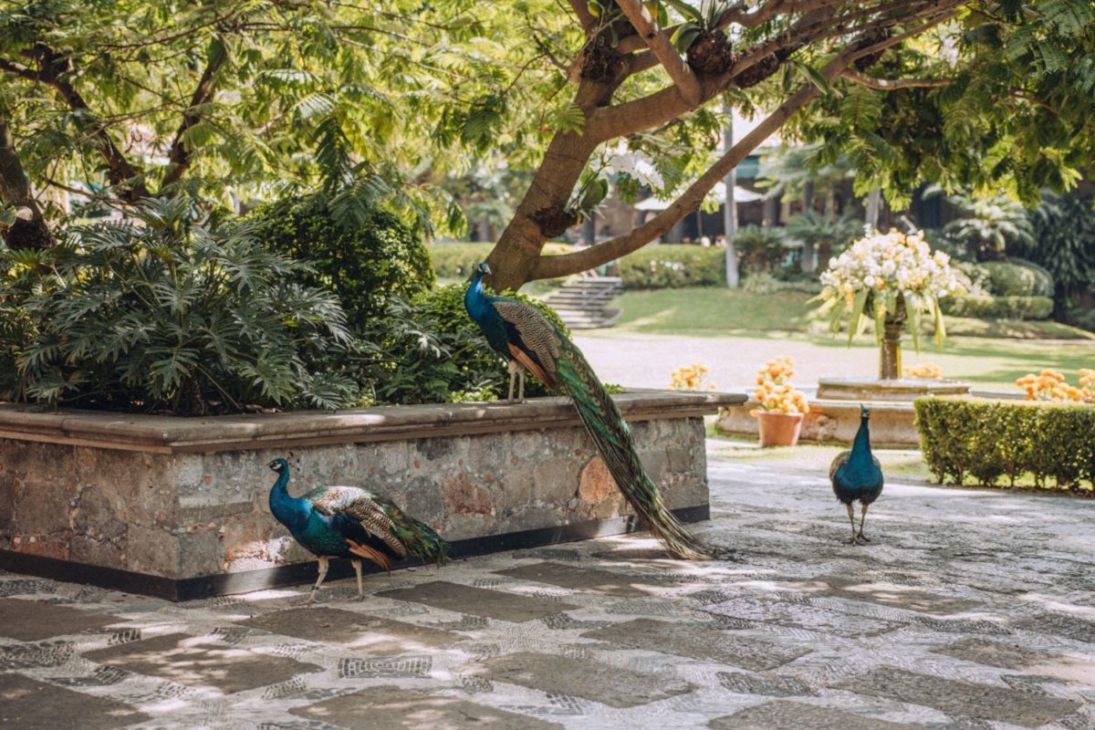 restaurante cerca de la cdmx