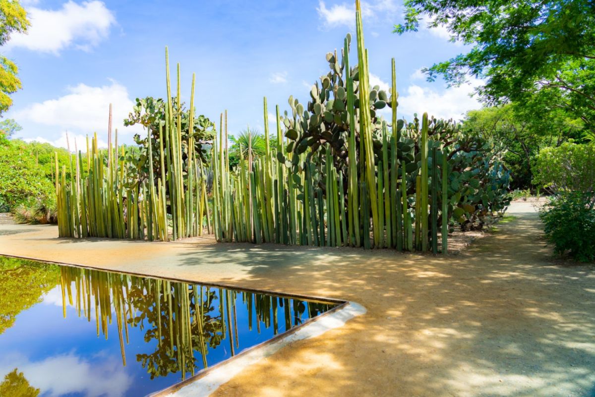 Jardín Etnobotánico de Oaxaca