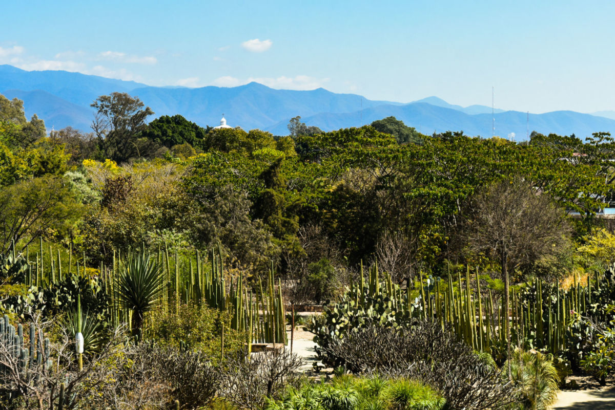 Jardín Etnobotánico de Oaxaca