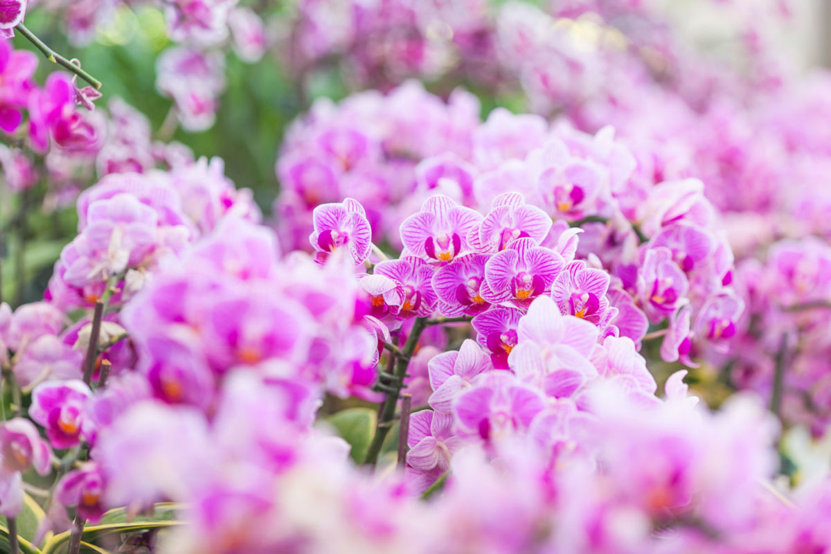 orquiderario más grande méxico