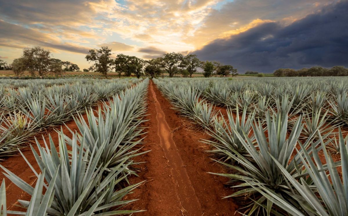 Agaves en Tequila