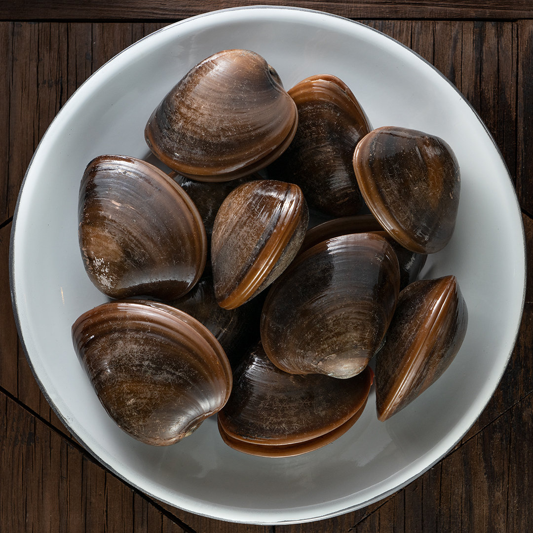 Almeja Chocolata sustentable
