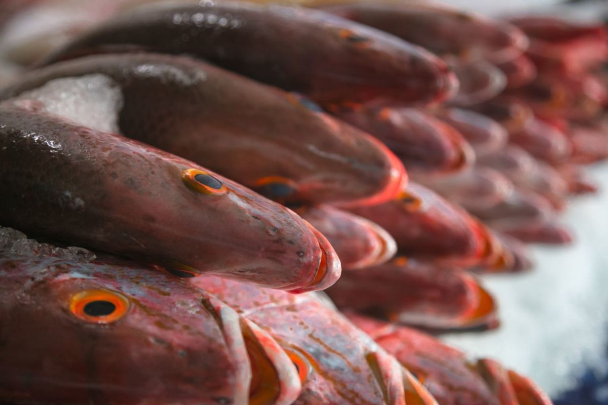 Huachinango sustentable