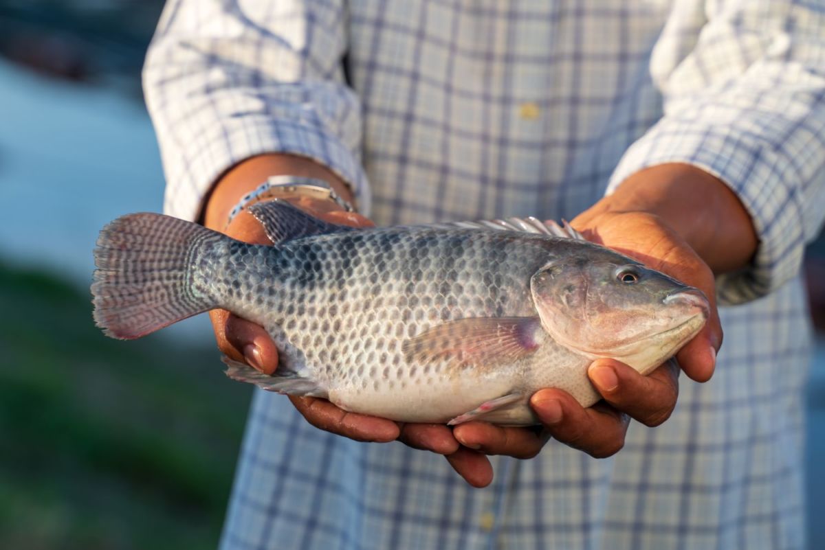 Tilapia Mojarra sustentable