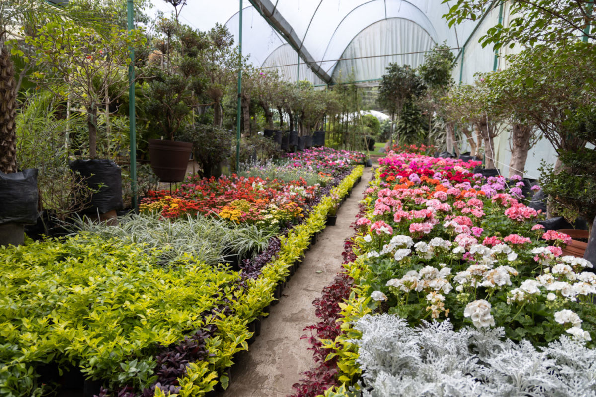 Mercado de plantas en los Viveros de Coyoacán