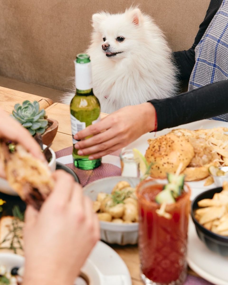 Terraza pet friendly en la Roma